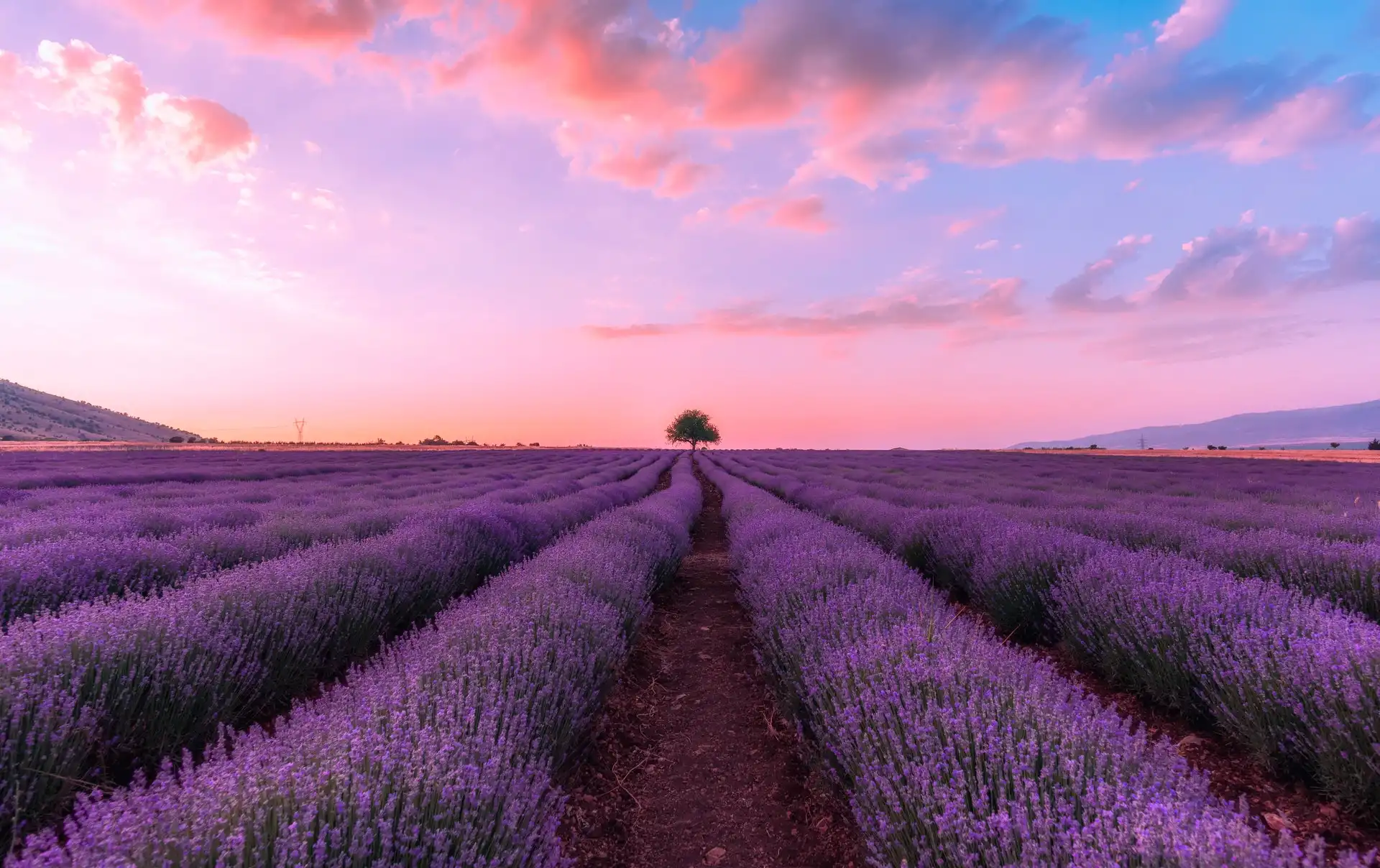Lavender Fields in Turkey Villa Plus Turkey