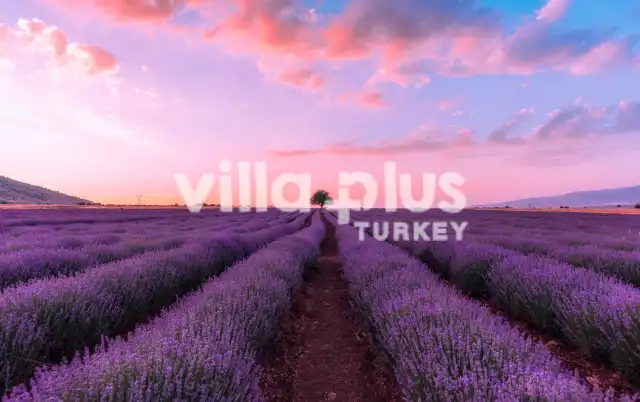Lavender Fields in Turkey: A Guide to Experiencing the Beauty and Fragrance